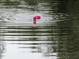 Mainschwimmen Juni 2026